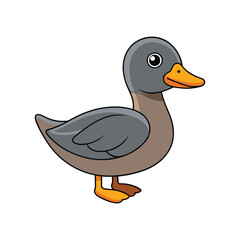  Stunning Gadwall Nature Illustration