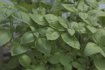 young basil plants