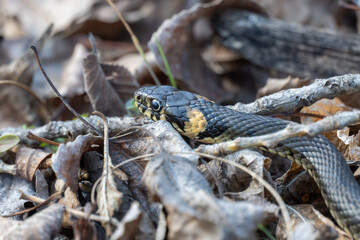 Small common grass snake hide among the dry leaves. Natrix natrix is species of non-venomous snake from the family colubridae. Peace-loving reptile with bright yellow spots on the back of head.