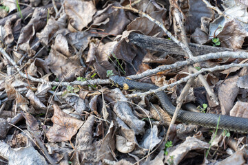Small common grass snake hide among the dry leaves. Natrix natrix is species of non-venomous snake from the family colubridae. Peace-loving reptile with bright yellow spots on the back of head.