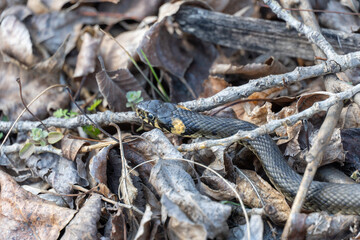 Small common grass snake hide among the dry leaves. Natrix natrix is species of non-venomous snake...