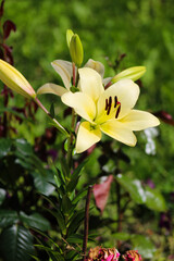 A yellow lily in the middle of a lush green field