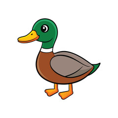  Vivid Mallard Bird Vector
