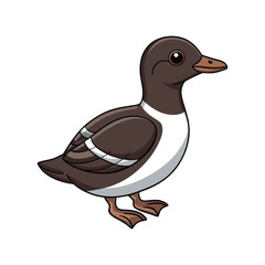  Elegant Marbled Murrelet Bird Vector