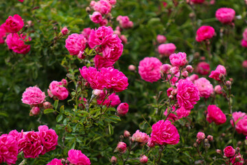 A bunch of pink roses growing in a garden