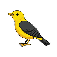  Elegant Yellow-headed Blackbird Bird Vector