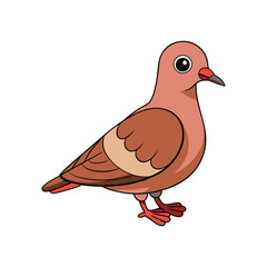  Stunning Zenaida Dove Bird Illustration