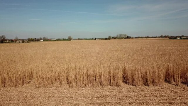 Un champ de miscanthus au printemps 
