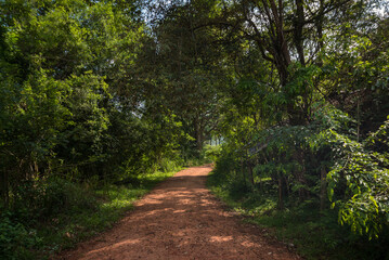 Naklejka premium Trail in a jungle zone in a natural area of Sri Lanka.