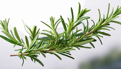 Fototapeta premium levitation of branches of rosemary isolated on a transparent background