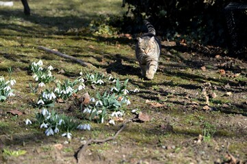 gray cat and snowdrop flowers