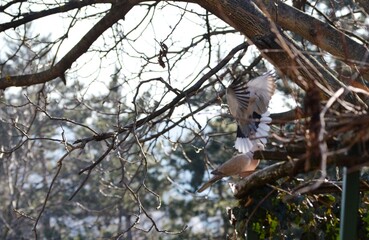gray pigeons land on the feeder