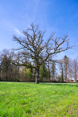 Scenic view of rural landscape with beautiful bare tree on a sunny spring day near the Swiss Airport Zürich Kloten. Photo taken April 3rd, 2025, Zurich Kloten, Switzerland.