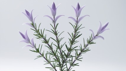 Fototapeta premium Rosemary flowers separated on a white background