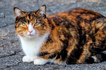 bunte Katze mit grünen Augen