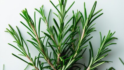 Fototapeta premium Rosemary displayed in isolation. Rosemary against a white background. Aerial view.