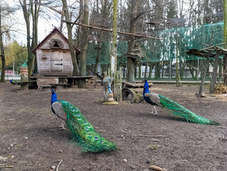 Obraz premium Two peacocks are standing in the dirt near a wooden structure