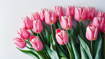 Obraz premium Row of pink tulips arranged on a white background.