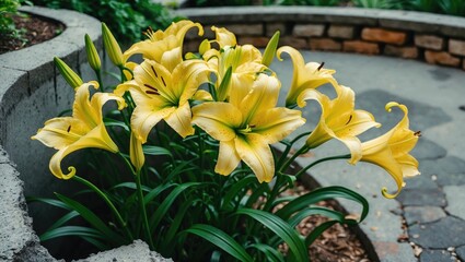 Lilies are among the most adored and identifiable flowers globally. They are celebrated for their large, vibrant blossoms and delightful fragrance.
