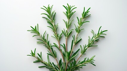 Rosemary detached against a white background. Overhead view of rosemary sprig collection. Green herbs separated on a white surface.