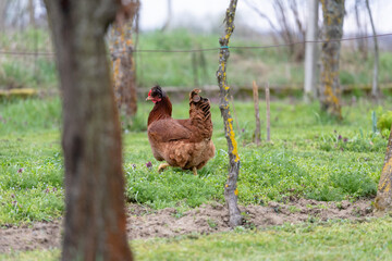 Brown Chicken Walking Through a Green Grassy Field in a Rural Setting