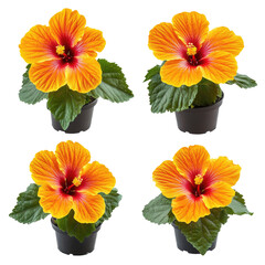 Red Hibiscus Flower on transparent background