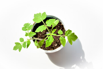 A young tomato plant with vibrant green leaves in a small pot, set against a white background. Gardening concept.