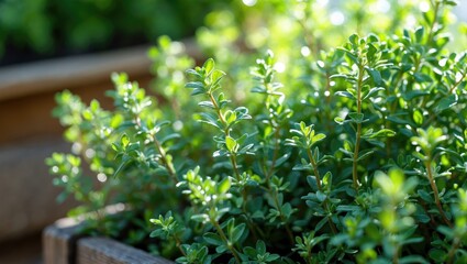Close-up shots of homegrown herbs thriving in the garden.
