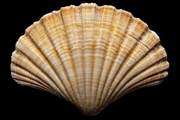 Obraz premium A detailed close up view of a scallop shell