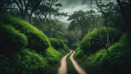 Hiking path winding through a scenic area with trees, grass, and shrubs on a cloudy summer day in a nature reserve.
