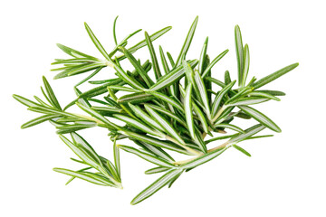 Obraz premium Fresh Rosemary Image on transparent background