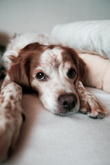 Relaxed Dog Lying on a Cozy Bed with Gentle Eyes