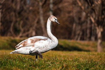 swan on the meadow