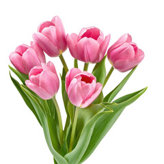 Fototapeta premium Pink Tulip Bouquet on transparent background