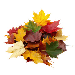 Heap of colorful autumn leaves isolated on white background