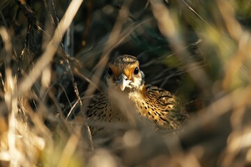 Pheasant foraging in underbrush at dusk in natural habitat, Male pheasant Phasianus colchicus in the wild