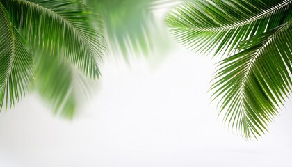 Naklejka premium soft blurred coconut leaves on white background