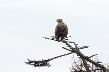 White-tailed eagle sits on a tree against the sky