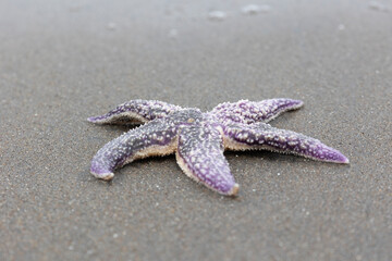 Amur starfish washed up on the sand by a storm. Kunashir. Southern Kuril Islands. Russia