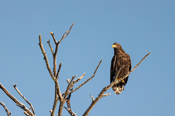 White-tailed eagle sits on a tree against the sky