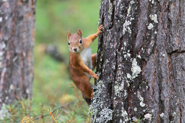 A squirrel sits on a tree trunk and looks at the viewer
