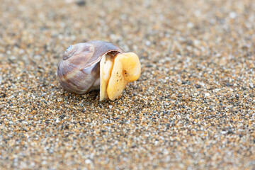 A shell lies on the sea sand close-up