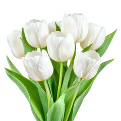 White Tulip Bouquet on transparent background
