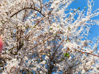 White Blossoming Tree Against Blue Sky – Spring Awakening and Nature’s Beauty