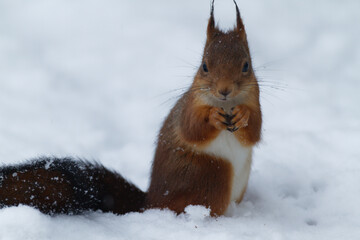 Gros plan d'écureuil roux mangeant une noisette sur fond de chute de neige.
