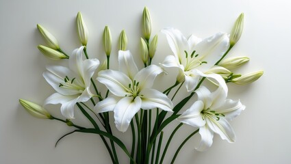 Fototapeta premium Crinum moorei blossoms set against a white backdrop.