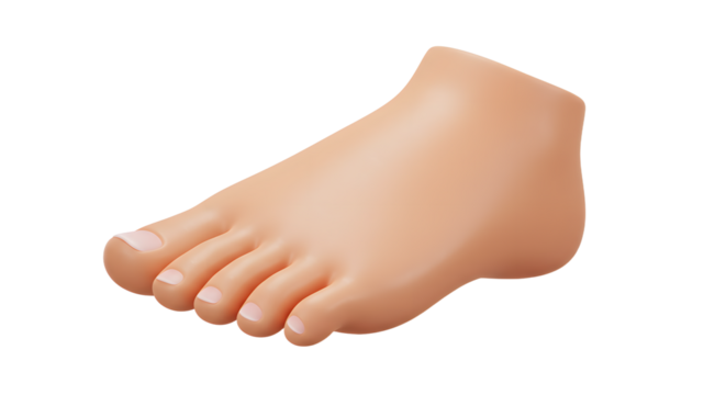 Foot Illustration Showing Toes and Skin Texture on a White Background