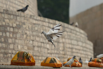 Rock Pigeon take off landing actions