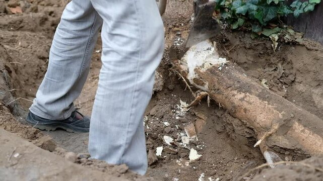 A man chops a tree root A woodcutter cuts at home Close-up - preparation of firewood for the winter. uproot trees Slow motion