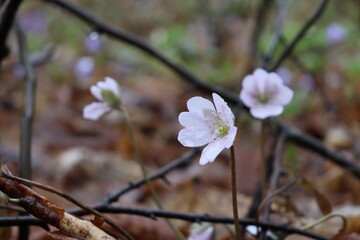 Hepatica nobilis. Bright blue spring flowers grow in the forest. Blue, white, pink flowers. Rare spring flowers.

